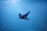 MANTA RAY Mini Legend
